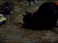 videos de Cat talking while eating