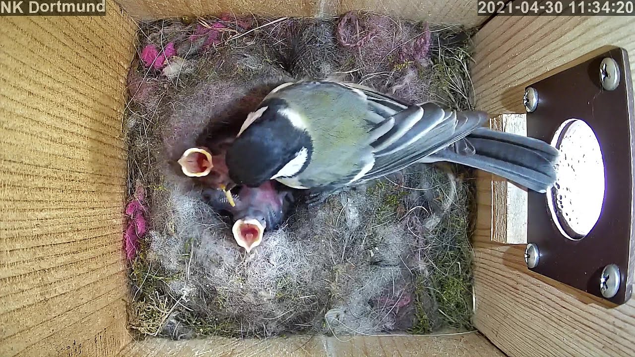 Die Chancen der letzten 3 Küken stehen nun gut! | Tag 7 | 30.04.2021