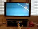 Westies watch tennis