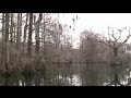 Human Tree - Greenfield Lake Eco Tours