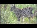Lince Ibérico