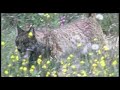 Lince Ibérico Lince Ibérico