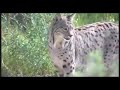 Lince Ibérico