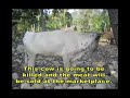 Haiti_Jacmel Journals_\"Domestic Animals\"_Photo  Report