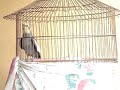 Animais na Dan�a do Siri: Calopsita