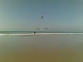 dando por culo a las gaviotas