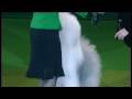 Crufts 2009 Pastoral Group Winner