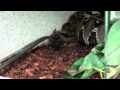 Saw Scale Viper Shed & Spontanious Sniffler