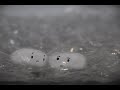 Check this video out -- Fantaisie in Bubblewrap http://bit.ly/11fgml