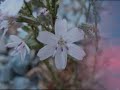CHOPIN's Nocturne in C sharp minor, Op 27, No 1,  - BYRON JANIS - Piano
