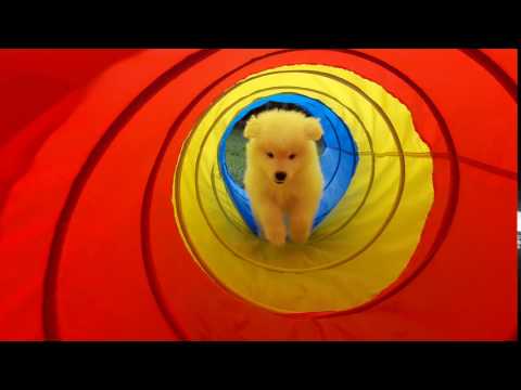 Cute Samoyed Puppy in Tunnel FOR SALE OCTOBER 2017