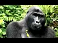 Ways to Save Mountain Gorillas