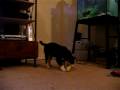 videos de Gus the border collie learning to fetch