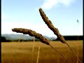 he shall feed his flock from messiah by haendel sung by contralto norma procter and soprano sheila armstrong

conductor: leopold stokowsky
london symphony orchestra

http://www.answers.com/topic/norma-procter?cat=entertainment