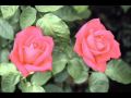 أغنية باب رحمتك / لؤى