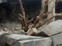 Rabbits and Vulture