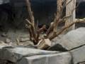 videos de Rabbits and Vulture