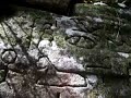 Gosford Hieroglyphs
