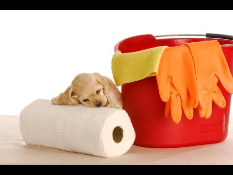 how to train golden retriever puppies