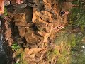 hippie trip 08