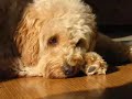 Goldendoodle from puppy to age 3