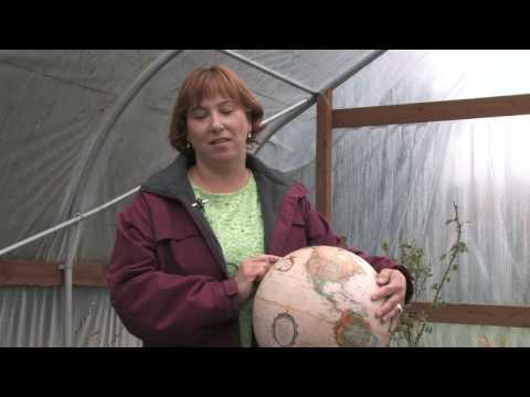 how to care for an olive tree in the uk