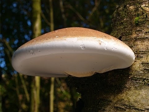 polypore - Website: http://nyishar.com Facebook Page: http://www.facebook.com/greateasternsun Newsletter: http://nyishar.us5.list-manage.com/subscribe?u=cb8e6b5f31713bd...