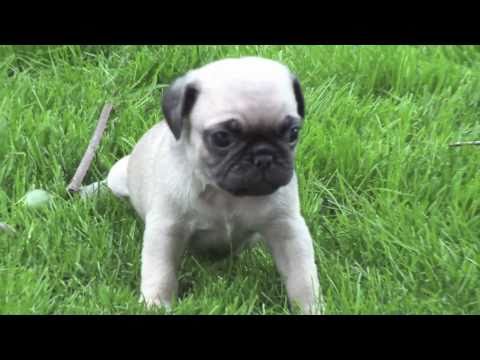 Sheety33 - Very cute 4 week old pug puppies testing out their first steps outdoors.