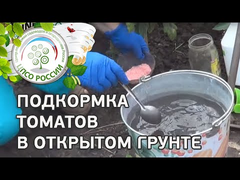 Чем удобрять помидоры. Подкормка томатов в открытом грунте.