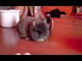 videos de V020109 13 37