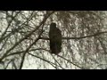 ruffling rook