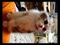 猫動画