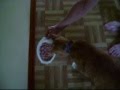 my cat scotty getting his weekly tuna