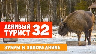 Зубры в заповеднике