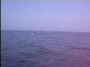 Kite surfers on Lake Michigan