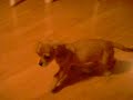 Puppy Poo! Puppy Poo!