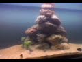 video demonstrativo da beleza de se ter um aquario de agua salgada. 