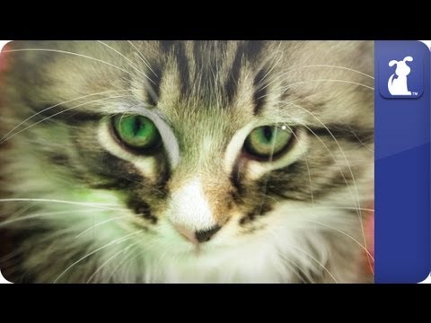 Gatto spaventato da uno starnuto