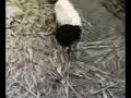 Lawak%20Hantu%20Kambing