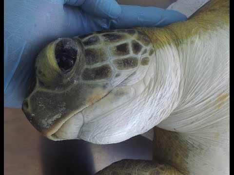 YouTube reptile video