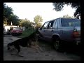 Russian Spiderman