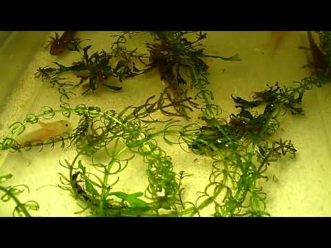 how to make axolotl gills grow