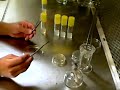 Callus Initation