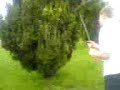 trees going down