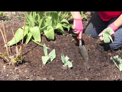 how to replant tulips