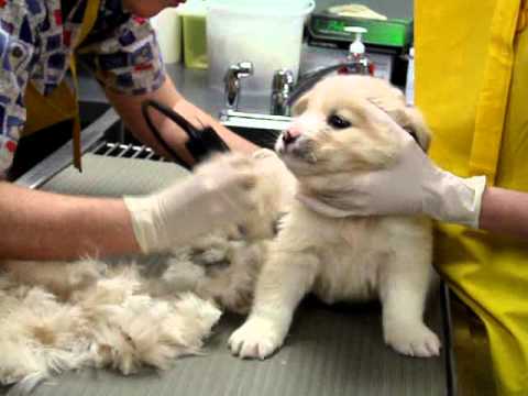 how to care for a puppy uk