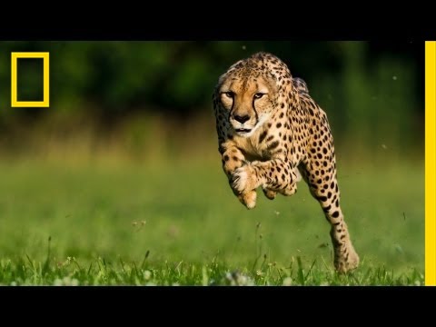Cheetahs - Cinematographer Greg Wilson uses innovative motion picture technology to capture slow-motion images of cheetahs in action, helping us expand our understandin...