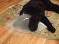 Its all fun and games until someone gets a cone