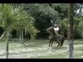 videos de piquiña