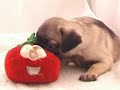 Pug Puppy Love